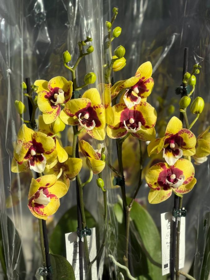 Орхидея Фаленопсис из Голландии