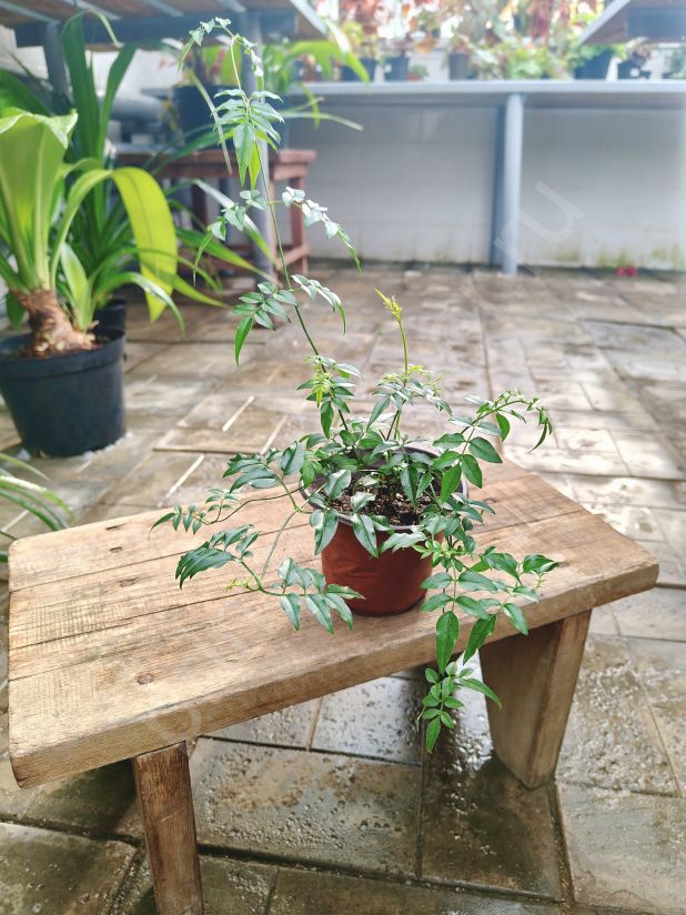 Жасмин лекарственный