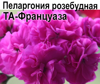 Пеларгония розебудная ТА-Француаза  НОВИНКА КАТАЛОГА