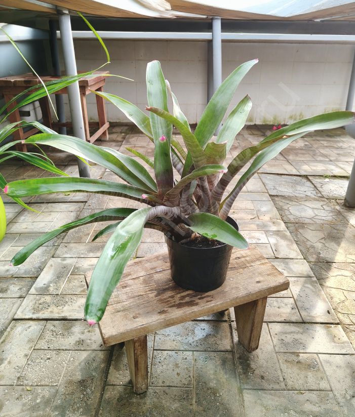 Неорегелия Спектабилис "Neoregelia spectabilis"