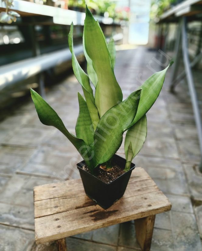 Сансевиерия Муншайн (Moonshine)