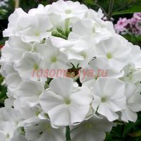 Флокс метельчатый «White Sparr»