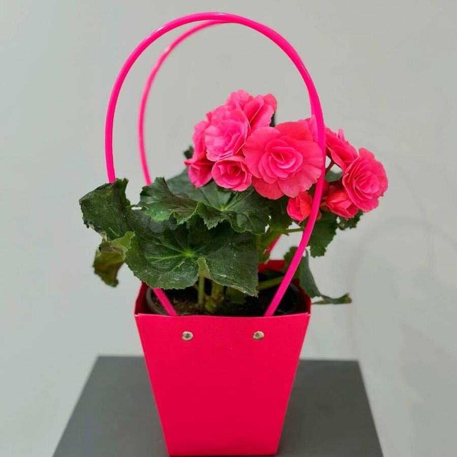 Бегония розовая в сумочке