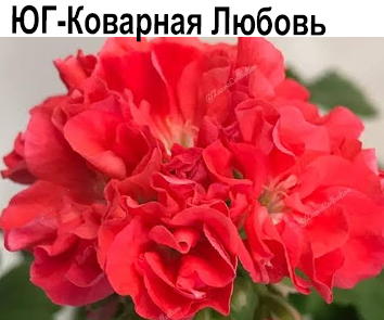 Пеларгония розебудная ЮГ-Коварная Любовь  НОВИНКА КАТАЛОГА