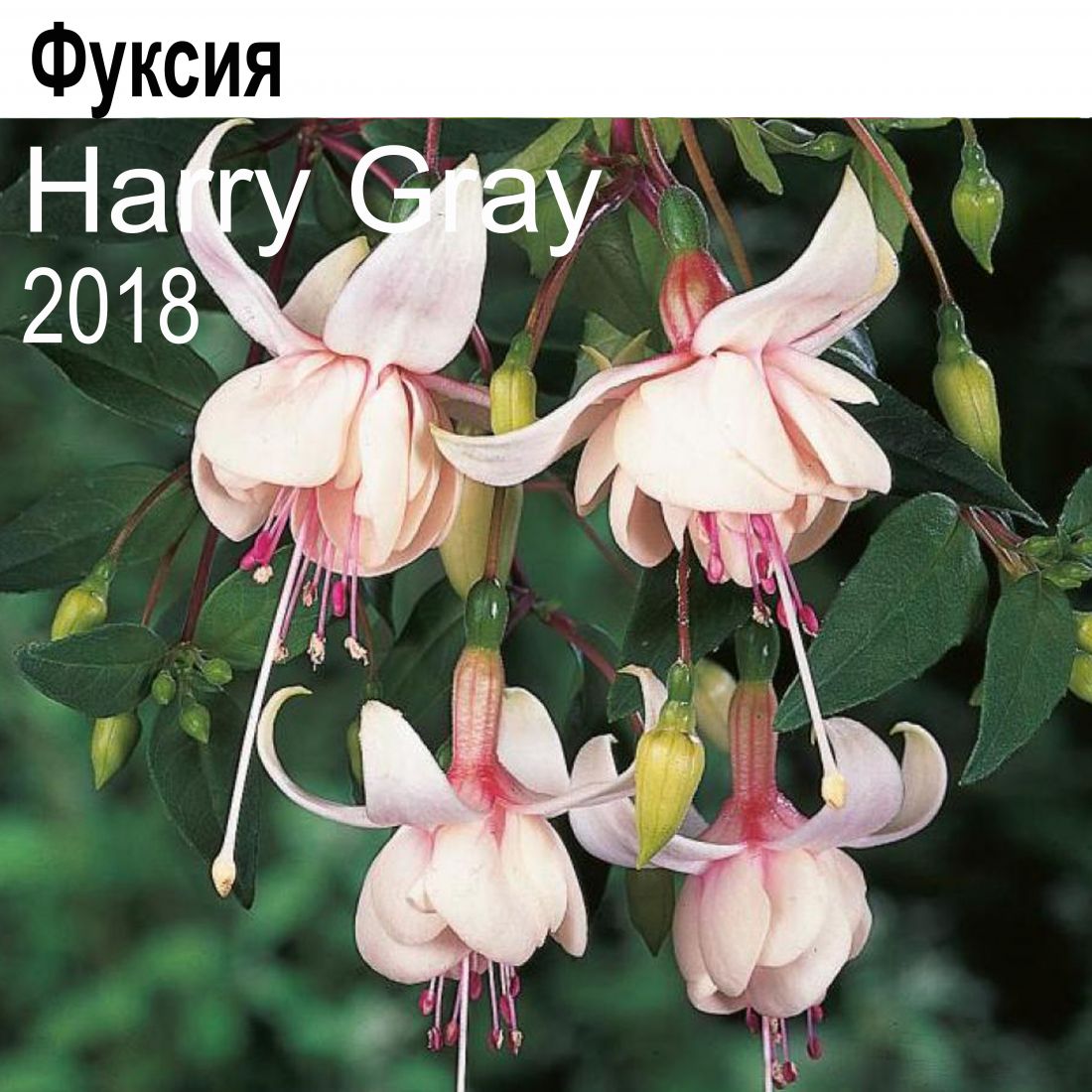 Фуксия Harry Gray  амп.