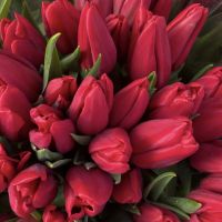 Тюльпаны Красные поштучно