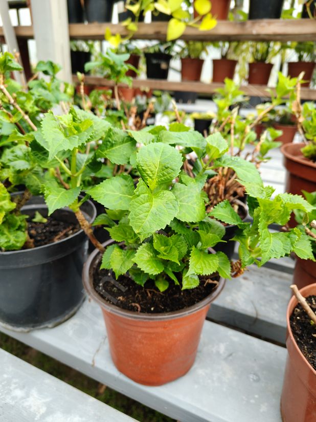 Гортензия комнатная на бутонах