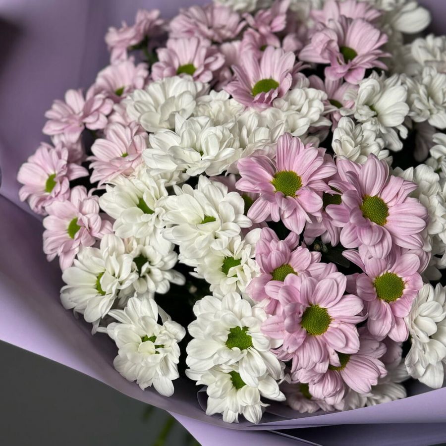 Букет розово белых хризантем