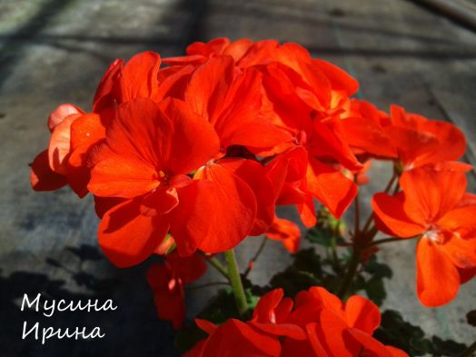 Shocking orange № 0642