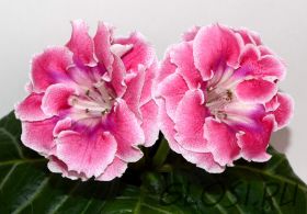 ЕН-Императорский Павлин (сел.Е.Николаева) Новинка 2026!