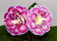 ЕН-Магия Акварели (сел.Е.Николаева) Новинка 2026!