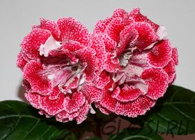 ЕН-Рябиновая Капель (сел.Е.Николаева) Новинка 2026!