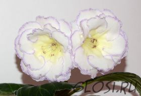 ЕН-Солнце Внутри (сел.Е.Николаева) Новинка 2026!