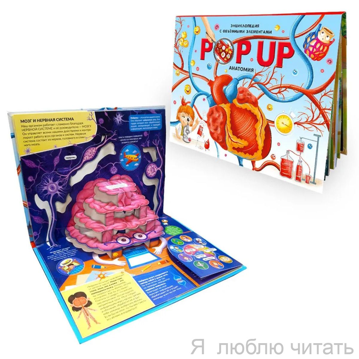 Анатомия. Книжка-панорамка. POP-UP энциклопедия