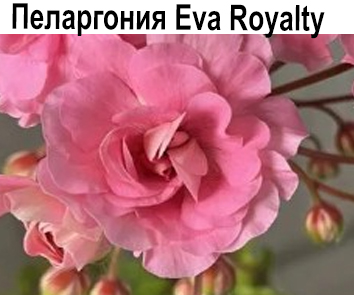 Пеларгония зонартик Eva Royalty  НОВИНКА КАТАЛОГА