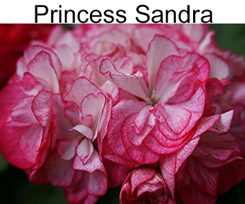 Пеларгония розебудная Prinsess Sandra  НОВИНКА КАТАЛОГА