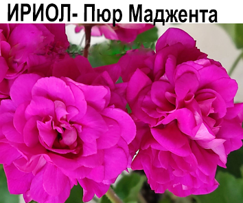 Пеларгония розебудная пестролистная ИРИОЛ-Пюр Маджента  НОВИНКА КАТАЛОГА