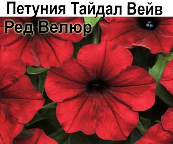 Петуния Тайдал Вейв Ред Велюр