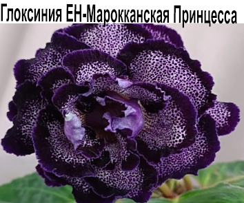 Глоксиния ЕН-Марокканская Принцесса