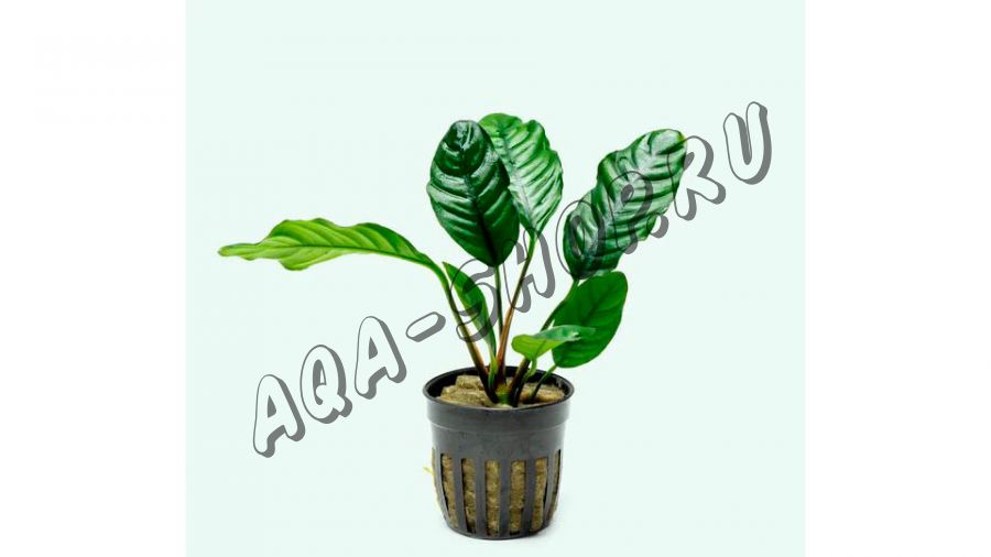 Анубиас бартери Кофейнолистный (Anubias barteri var. coffeefolia)