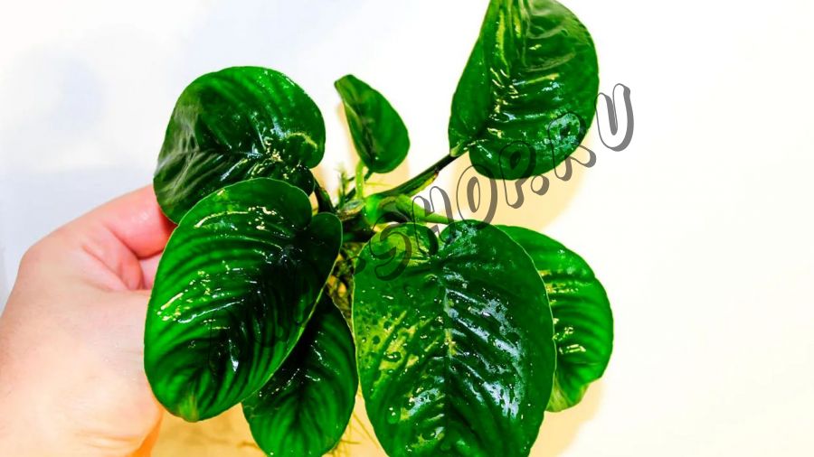 Анубиас бартери Бабочка (Anubias barteri Butterfly)