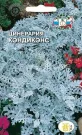 Cinerariya-Kendikens-0-2-g-SeDeK
