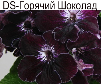 DS-Горячий Шоколад
