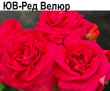 Пеларгония розебудная ЮВ-Ред Велюр