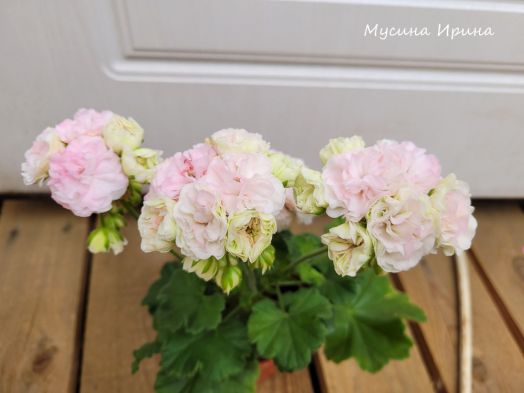 ТА_Марципан № 0385