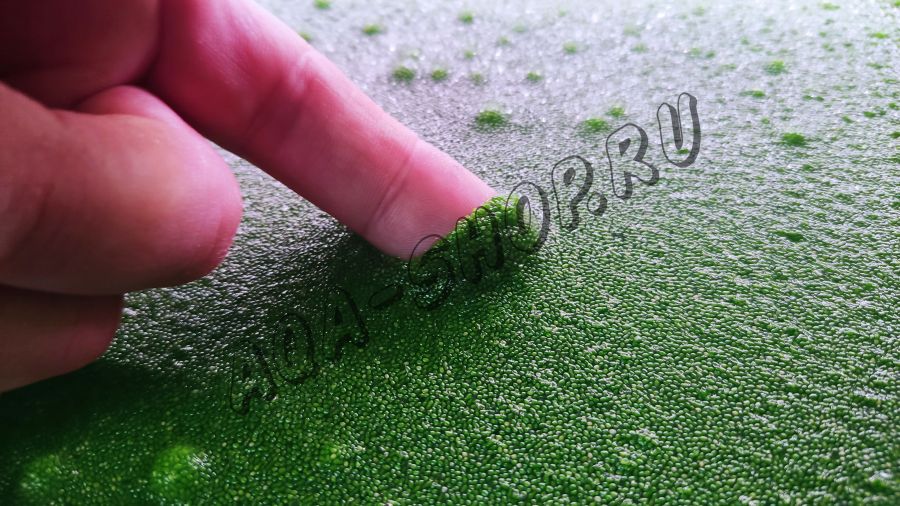 Вольфия (Wolffia)