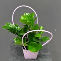 Замиокулькас в сумочке