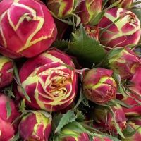 Вулканика (Vulcanica)