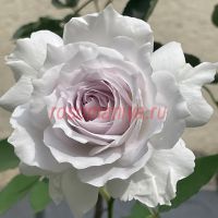 Габриэль (Gabriel)