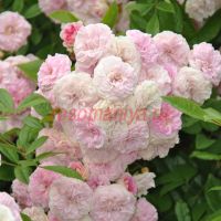 Гислейн де Фелигонд Пинк (Pink Ghislaine de Fеligonde)