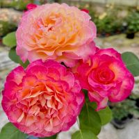 Годжес (Gorgeous)