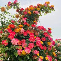 Джозеф Коат (Joseph's Coat)