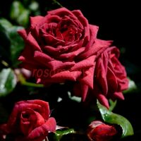 Джоселин (Jocelyn)