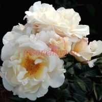 Ирен Фрайн (Irene Frain)