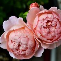 Кардинг Милл (Carding Mill)