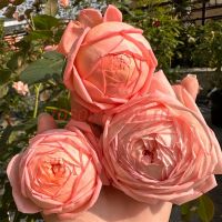 Конфитюр (Confiture)