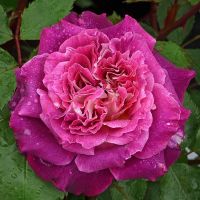 Кэтрин (Kathryn)