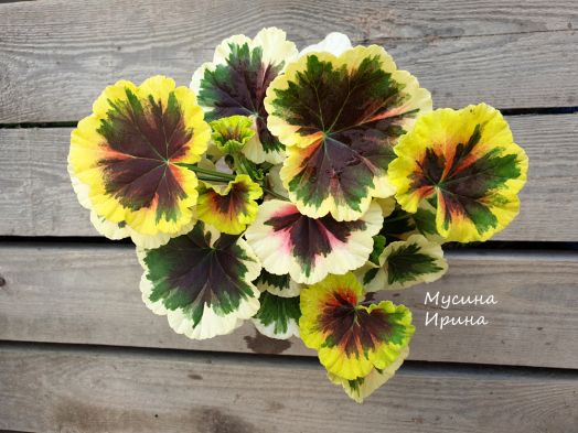 Hilda's Memory № 0740