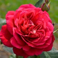 Л'Ами де Жардан (L'Ami des Jardins)