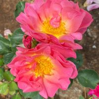 Лилиан Остин (Lilian Austin)