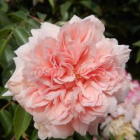 Мелс Херитедж (Mel's Heritage)