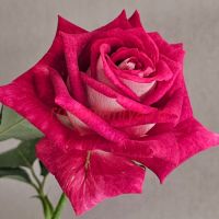 Моника Белуччи (Monica Bellucci)