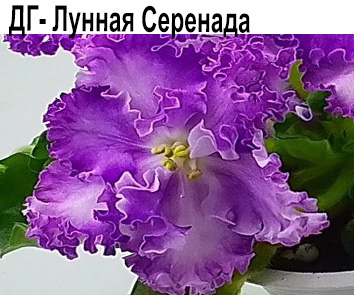 ДГ-Лунная Серенада   НОВИНКА КАТАЛОГА