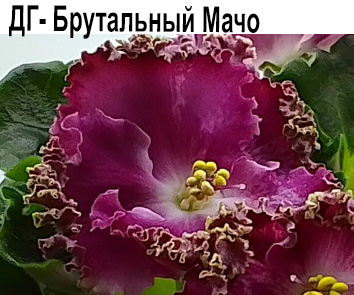 ДГ-Брутальный Мачо  НОВИНКА КАТАЛОГА