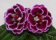 ЕН-Шоколадный Король (сел.Е.Николаева) Новинка 2026!