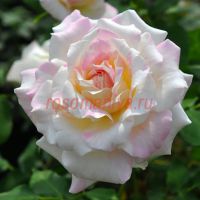 Милле-Филле (Mille-feuille)